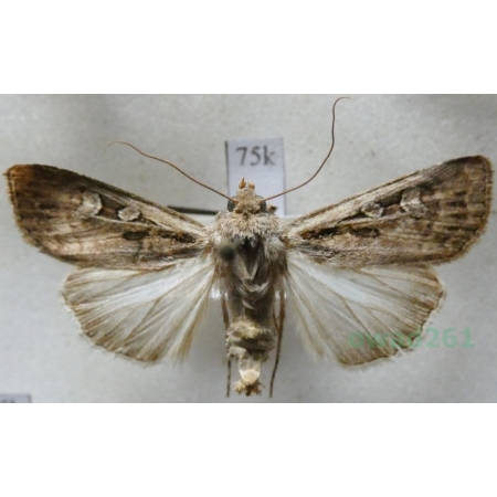 Euxoa temera (Hübner, 1808) Slovakia75k